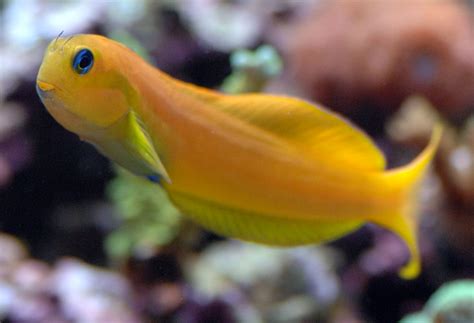 Midas blenny .
